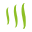 alga